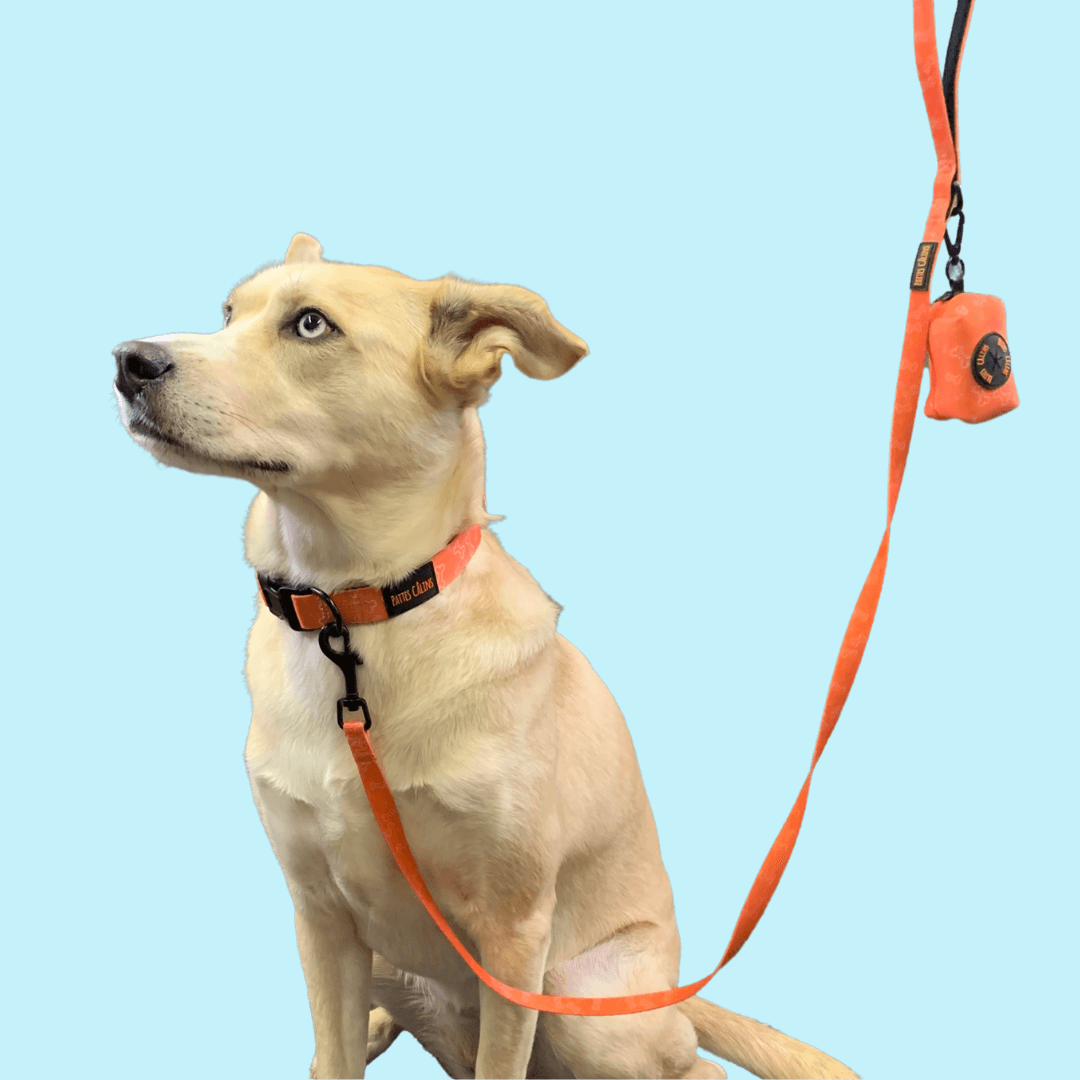 Distributeur de sacs à ramassage - Y a un os | Sans destination fixe