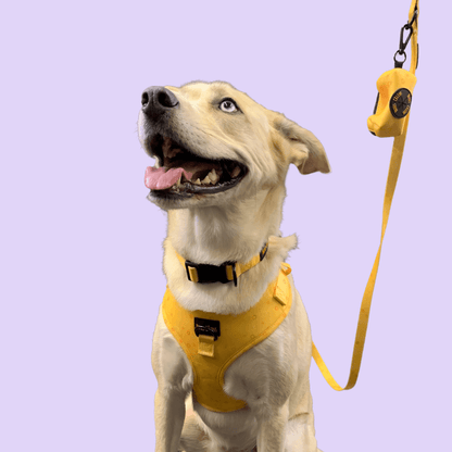 Distributeur de sacs à ramassage - Rayons de soleil | Sans destination fixe